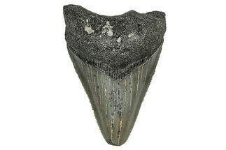Serrated, Juvenile Megalodon Tooth - North Carolina #355872