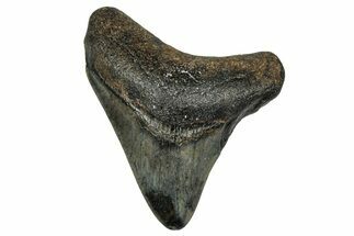 Juvenile Megalodon Tooth - North Carolina #355874