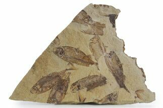 Fossil Fish (Gosiutichthys) Mortality Plate - Wyoming #357180