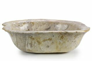 Petrified Wood For Sale