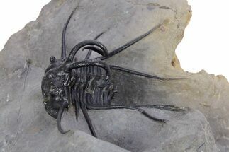 Crazy, Spiny Dicranurus Trilobite - Atchana, Morocco #357358