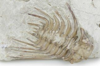 Bargain, Spiny Trilobite (Kettneraspis) - Oklahoma #357363