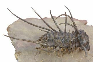 Flying Ceratonurus Trilobite - Top Quality Prep #357052