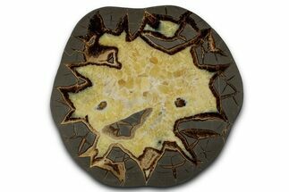 Polished Septarian Slab - Utah #338259