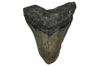 Fossil Megalodon Tooth - North Carolina #338569