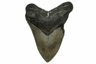 Bargain, Fossil Megalodon Tooth - North Carolina #338573