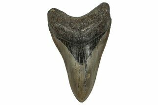 Serrated, Fossil Megalodon Tooth - North Carolina #338581