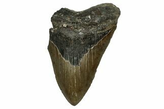 Partial, Fossil Megalodon Tooth - Serrated Blade #338583