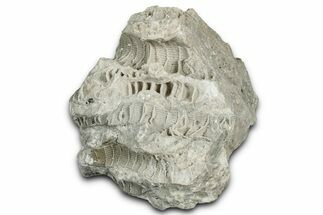 Silurian Dolostone w/ Sparkling Fossil Coral (Fletcheria) - Ohio #346089