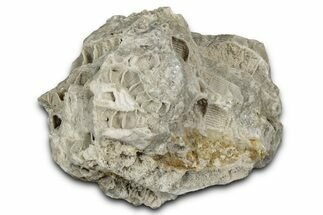 Silurian Dolostone w/ Sparkling Fossil Coral (Fletcheria) - Ohio #346093