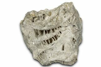 Silurian Dolostone w/ Sparkling Fossil Coral (Fletcheria) - Ohio #346099