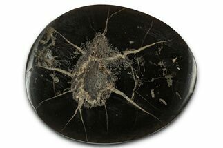 Polished Fish Coprolite (Fossil Poo) Nodule Half - Scotland #355228