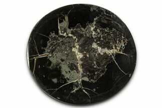 Polished Fish Coprolite (Fossil Poo) Nodule Half - Scotland #355258