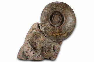 Tall, Jurassic Ammonite (Hammatoceras) Display - France #357375