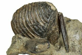 Bivalve Fossils For Sale