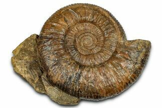 Jurassic Ammonite (Parkinsonia?) Fossil - Sengenthal, Germany #357390