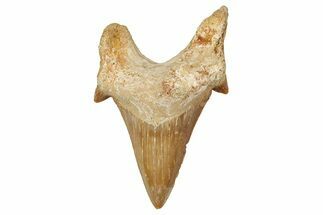 Fossil Shark Tooth (Otodus) - Morocco #353453