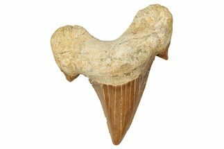 Fossil Shark Tooth (Otodus) - Morocco #353458