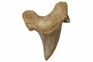 Fossil Shark Tooth (Otodus) - Morocco #353461