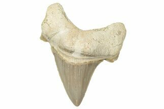 Fossil Shark Tooth (Otodus) - Morocco #353473