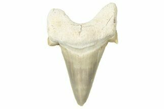 Fossil Shark Tooth (Otodus) - Morocco #353475