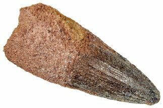 Fossil Spinosaurus Tooth - Real Dinosaur Tooth #357419