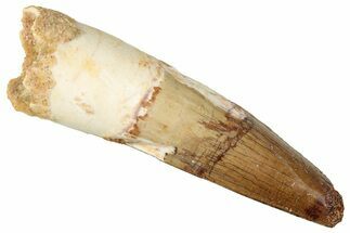 Fossil Spinosaurus Tooth - Real Dinosaur Tooth #357426