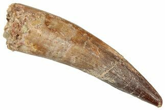 Fossil Spinosaurus Tooth - Real Dinosaur Tooth #357434