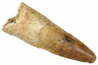 Fossil Spinosaurus Tooth - Real Dinosaur Tooth #357454