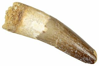 Fossil Spinosaurus Tooth - Feeding Worn Tip #357460