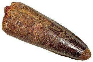 Fossil Spinosaurus Tooth - Real Dinosaur Tooth #357465