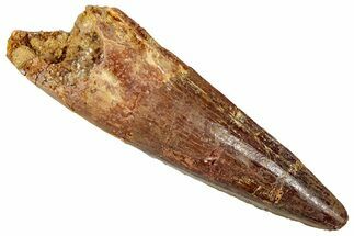 Fossil Spinosaurus Tooth - Real Dinosaur Tooth #357472