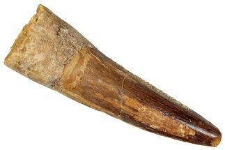 Fossil Spinosaurus Tooth - Real Dinosaur Tooth #357475
