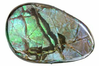 Iridescent Ammolite (Fossil Ammonite Shell) - Alberta #357459