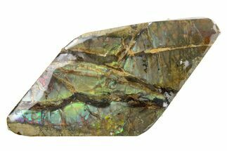 Iridescent Ammolite (Fossil Ammonite Shell) - Alberta #357471