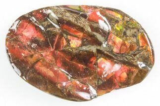 Iridescent Ammolite (Fossil Ammonite Shell) - Alberta #357479