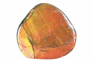 Iridescent Ammolite (Fossil Ammonite Shell) - Alberta #357484