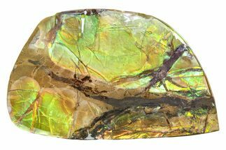 Iridescent Ammolite (Fossil Ammonite Shell) - Alberta #357491