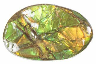 Iridescent Ammolite (Fossil Ammonite Shell) - Alberta #357494