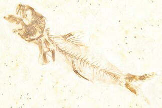 Bargain, Fossil Fish (Amphiplaga) - Uncommon Species #357531