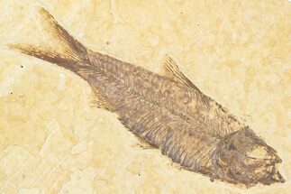 Detailed Fossil Fish (Knightia) - Wyoming #357553