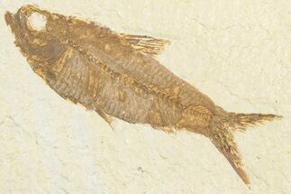 Detailed Fossil Fish (Knightia) - Wyoming #357554