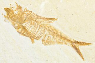 Detailed Fossil Fish (Diplomystus) - Wyoming #357597
