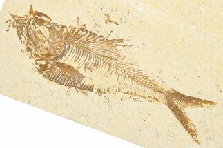 Detailed Fossil Fish (Diplomystus) - Wyoming #357602