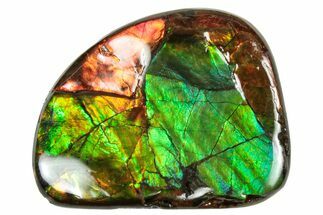 Flashy Ammolite (Fossil Ammonite Shell) - Rainbow Colored #357603