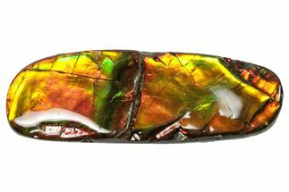 Flashy Ammolite (Fossil Ammonite Shell) - Rainbow Colored #357604