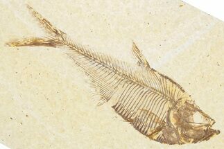 Detailed Fossil Fish (Diplomystus) - Wyoming #357607