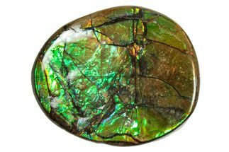 Flashy Ammolite (Fossil Ammonite Shell) - Greens & Yellows #357608