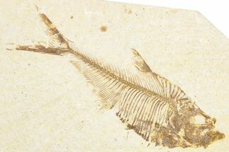 Detailed Fossil Fish (Diplomystus) - Wyoming #357618