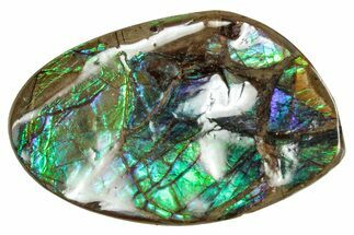 Flashy Ammolite (Fossil Ammonite Shell) - Greens & Blues #357619